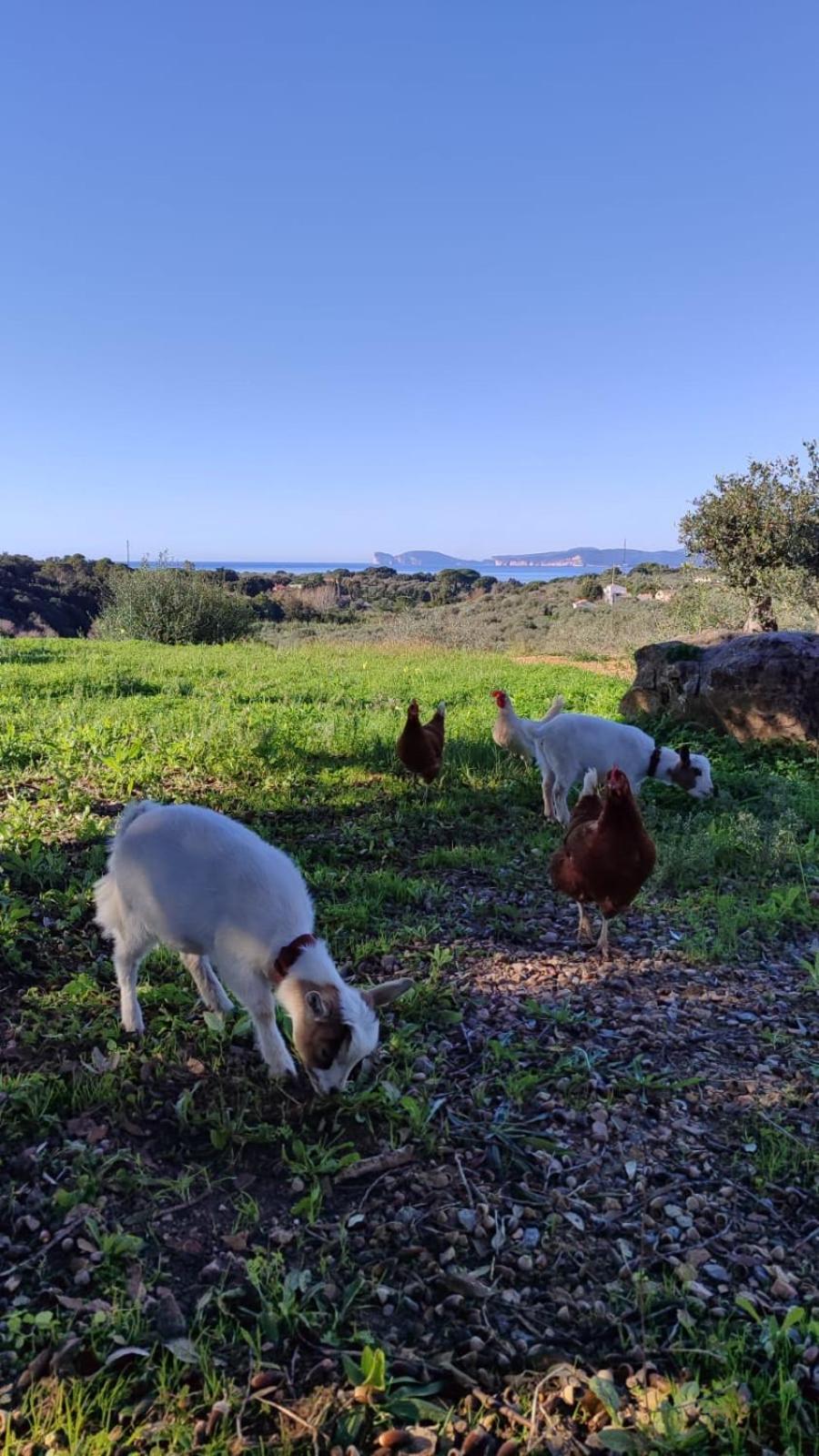 Villa Boeddu, Relax Tra Mare E Campagna Alghero Exteriör bild