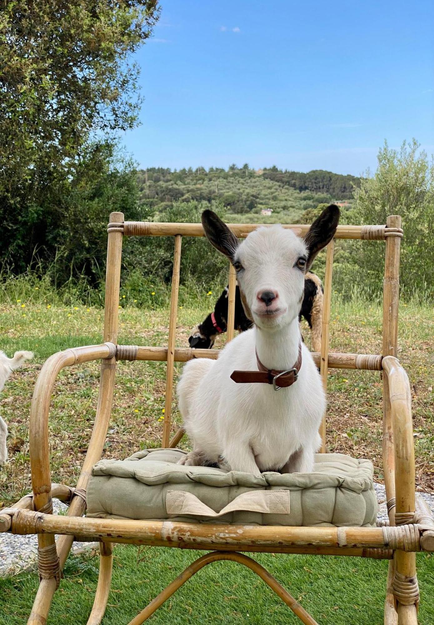 Villa Boeddu, Relax Tra Mare E Campagna Alghero Exteriör bild